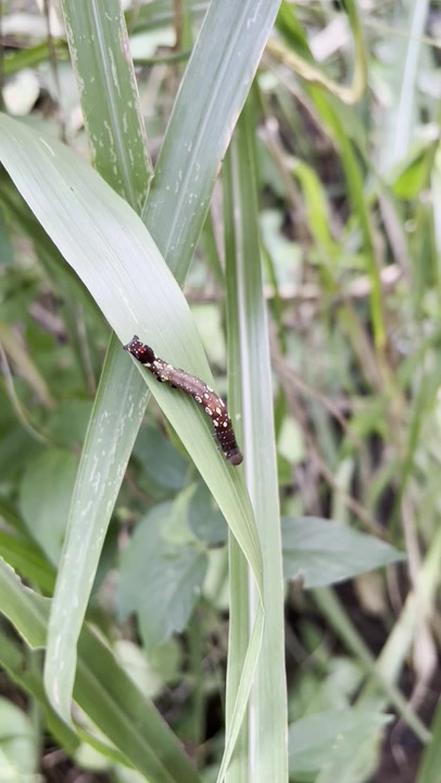 Fruit-piercing Moths