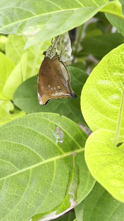 Checkerspots, Anglewings, Peacocks, and Allies