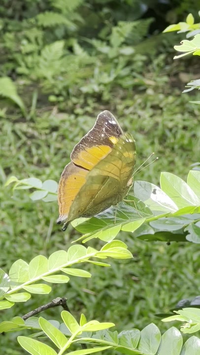 Genus Doleschallia