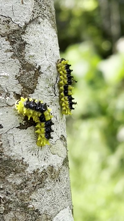 Butterflies and Moths