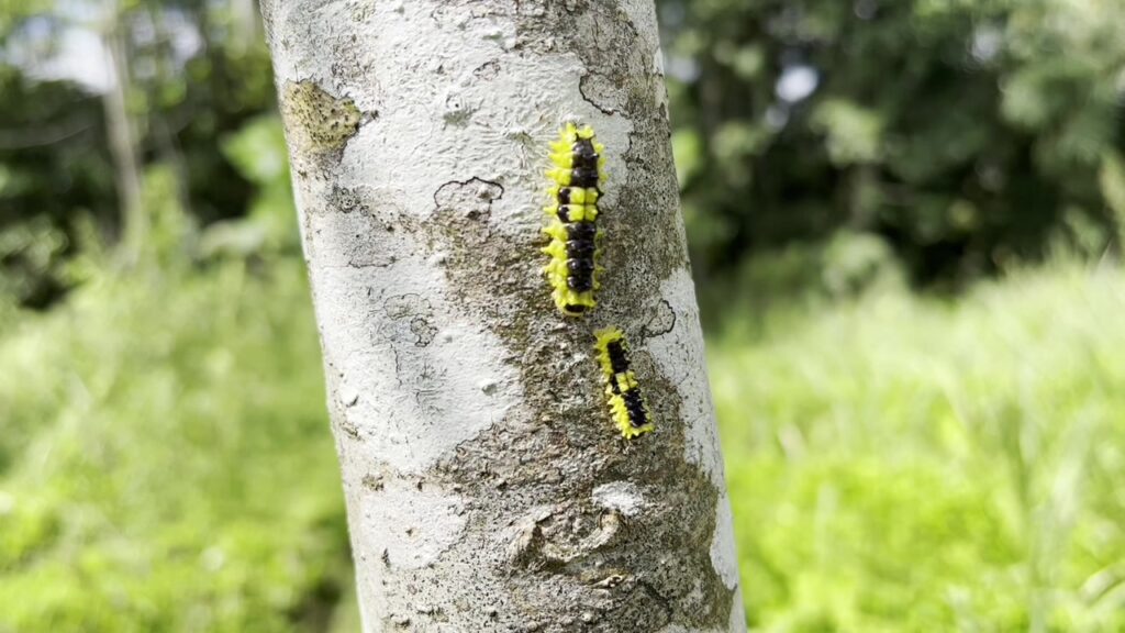 Butterflies and Moths
