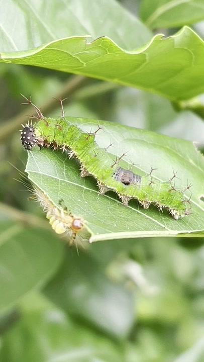 Brush-footed Butterflies