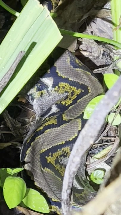 Reticulated Python