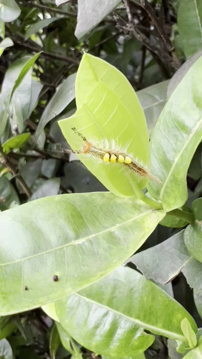Genus Orgyia