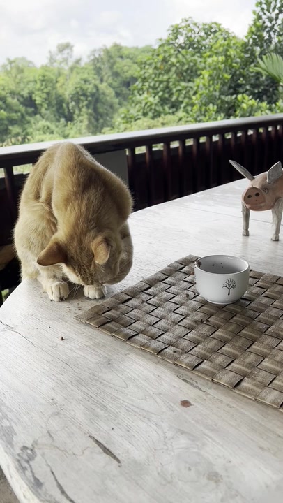 Domestic Cat