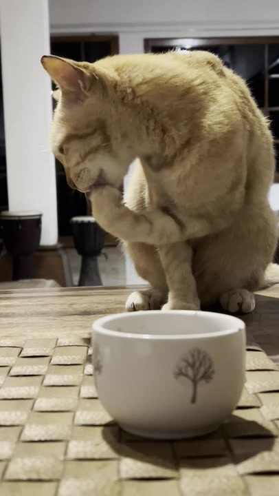 Domestic Cat