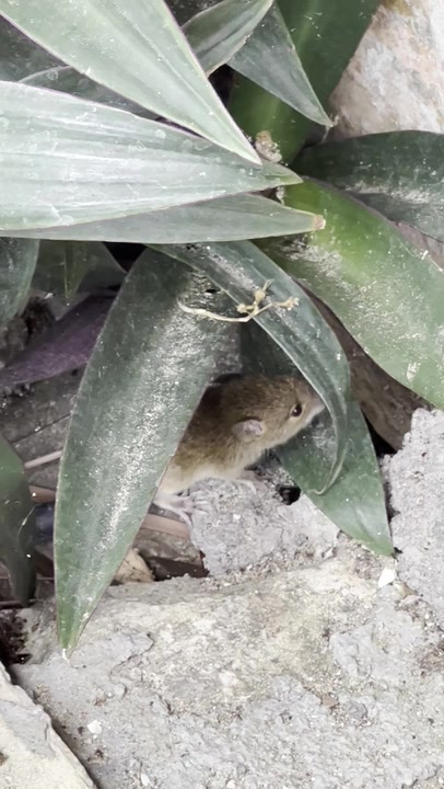 Old World Rats