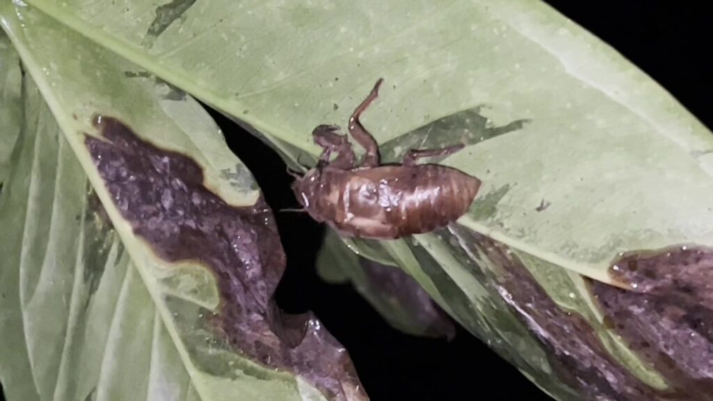 Typical Cicadas