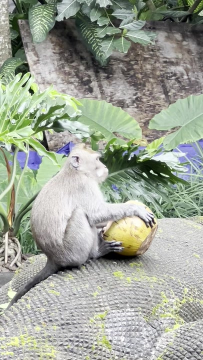 Long-tailed Macaque