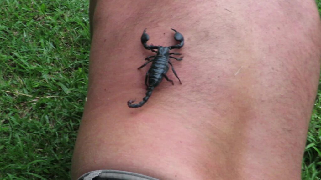 Asian Forest Scorpions