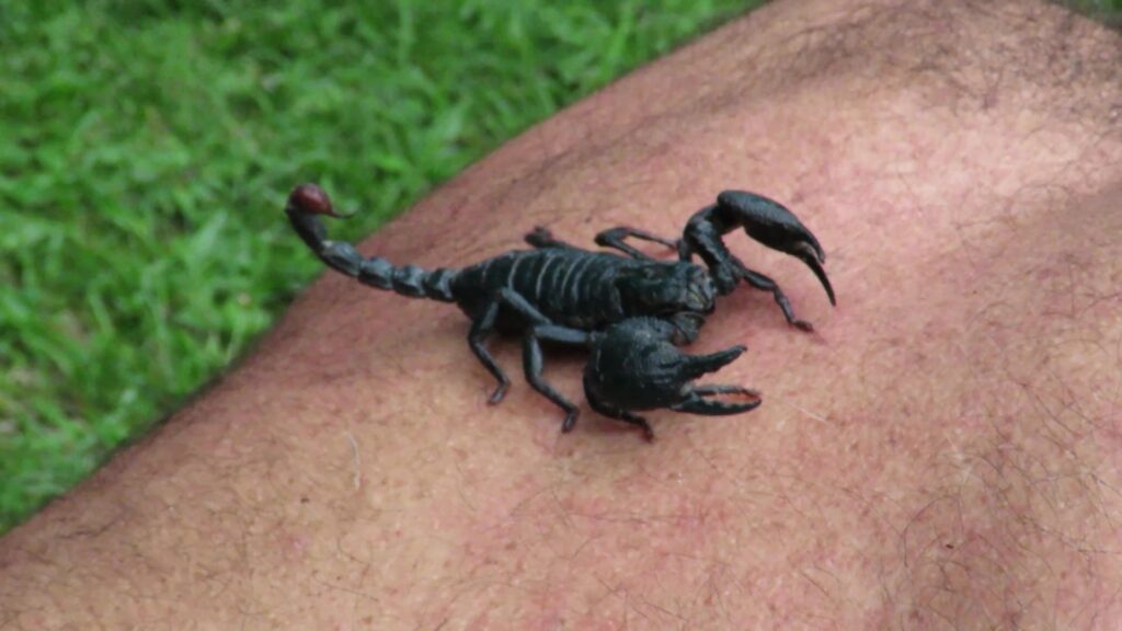 Asian Forest Scorpions
