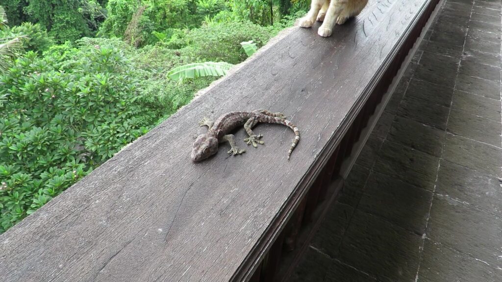Tokek Rumah