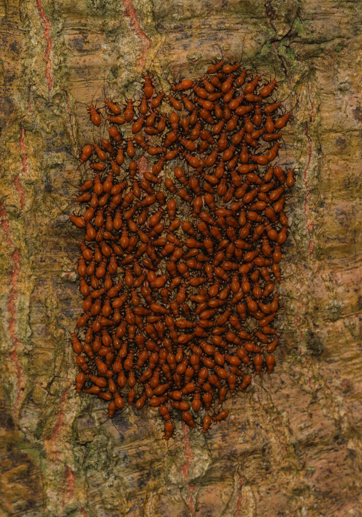 Bark Lice, Book Lice, and Parasitic Lice