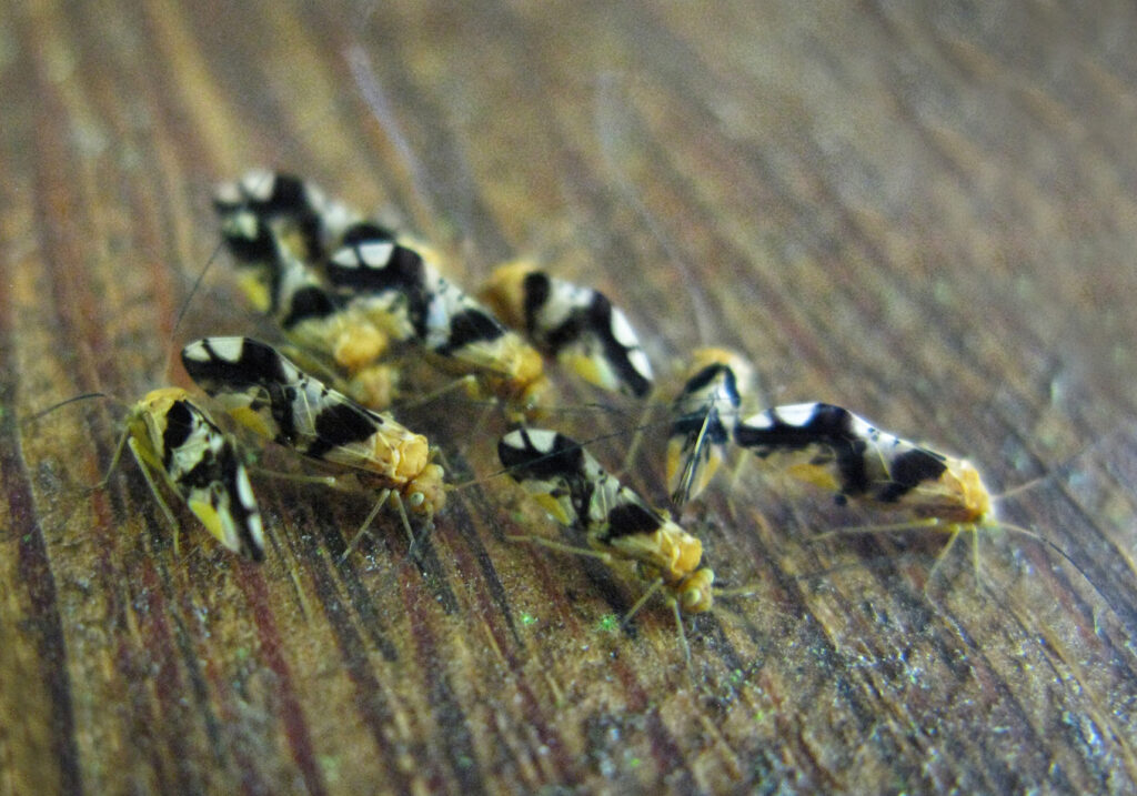 Bark Lice, Book Lice, and Parasitic Lice