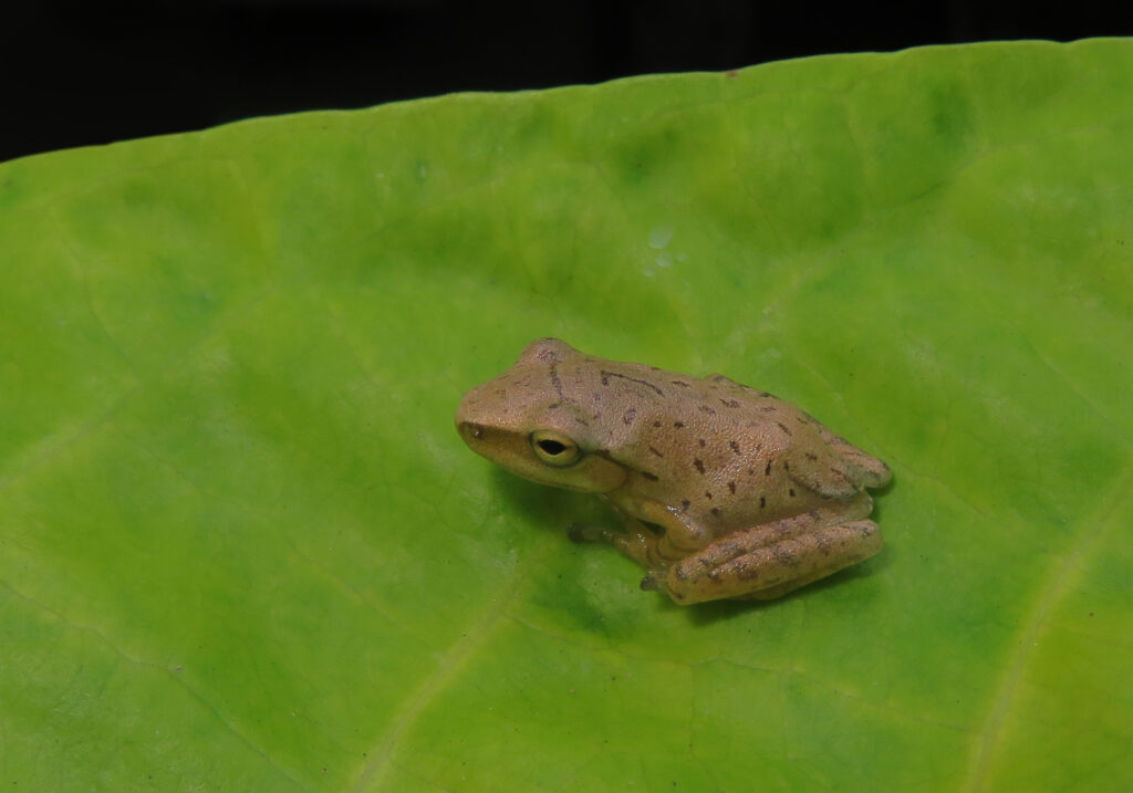 Whipping Frogs