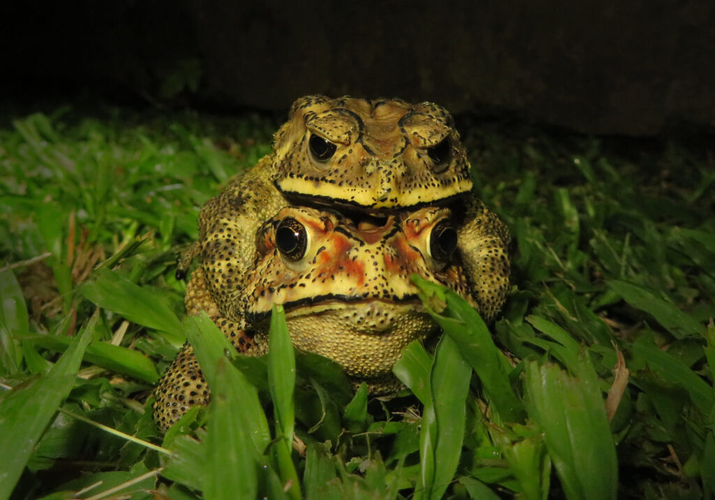 Asian Common Toad