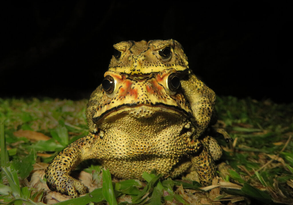 Asian Common Toad