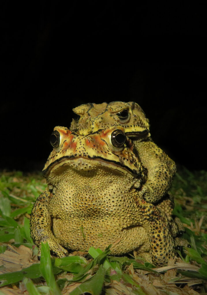 Asian Common Toad