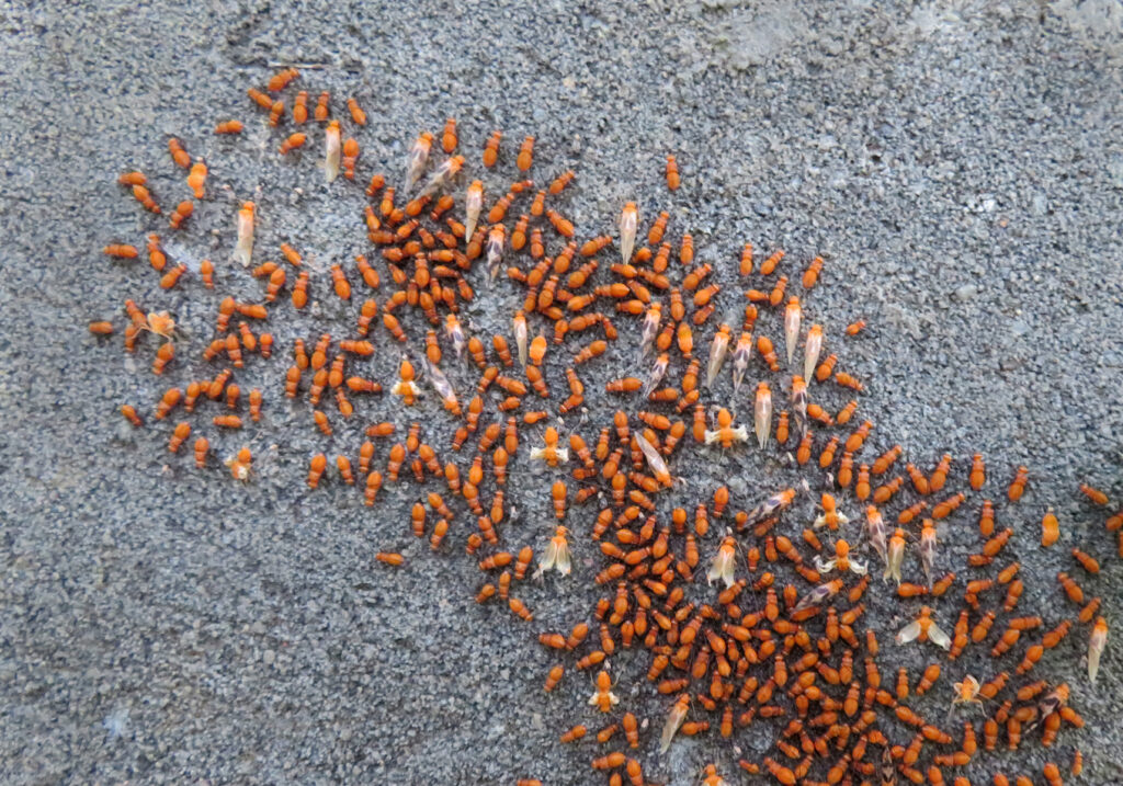 Bark Lice, Book Lice, and Parasitic Lice