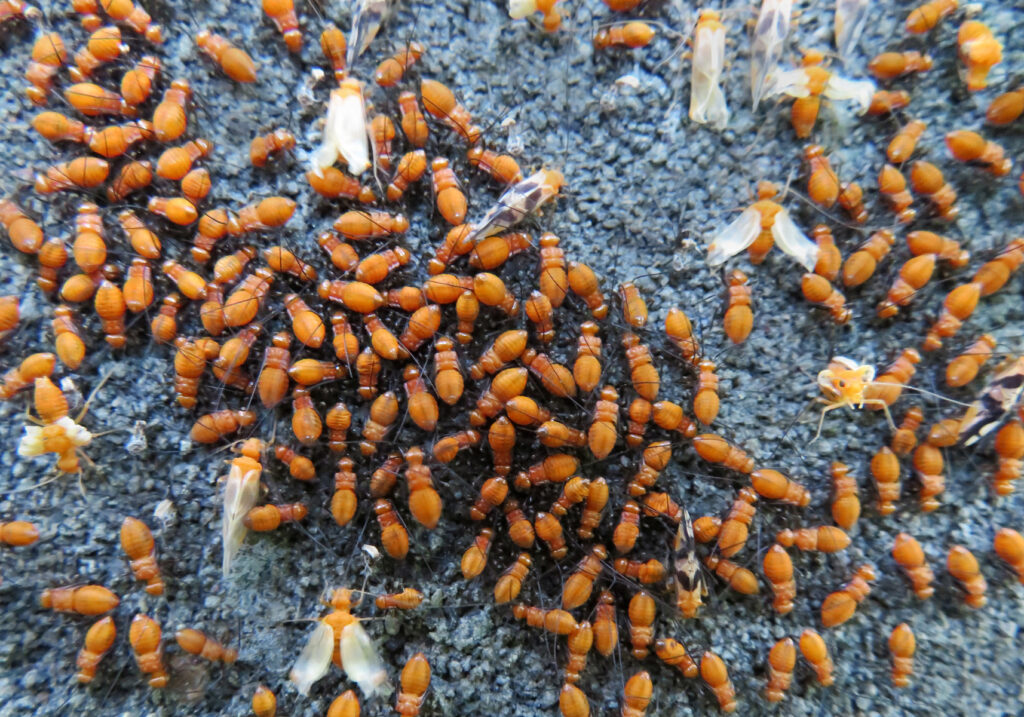 Bark Lice, Book Lice, and Parasitic Lice
