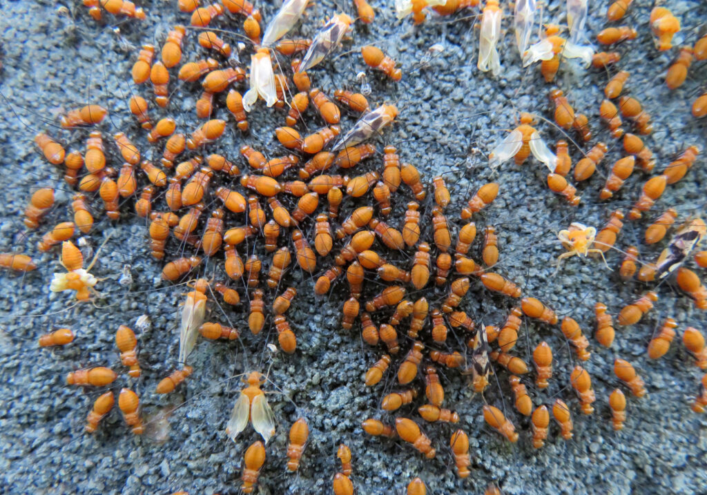 Bark Lice, Book Lice, and Parasitic Lice