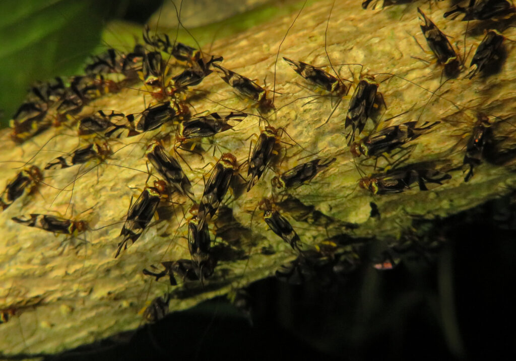 Bark Lice, Book Lice, and Parasitic Lice