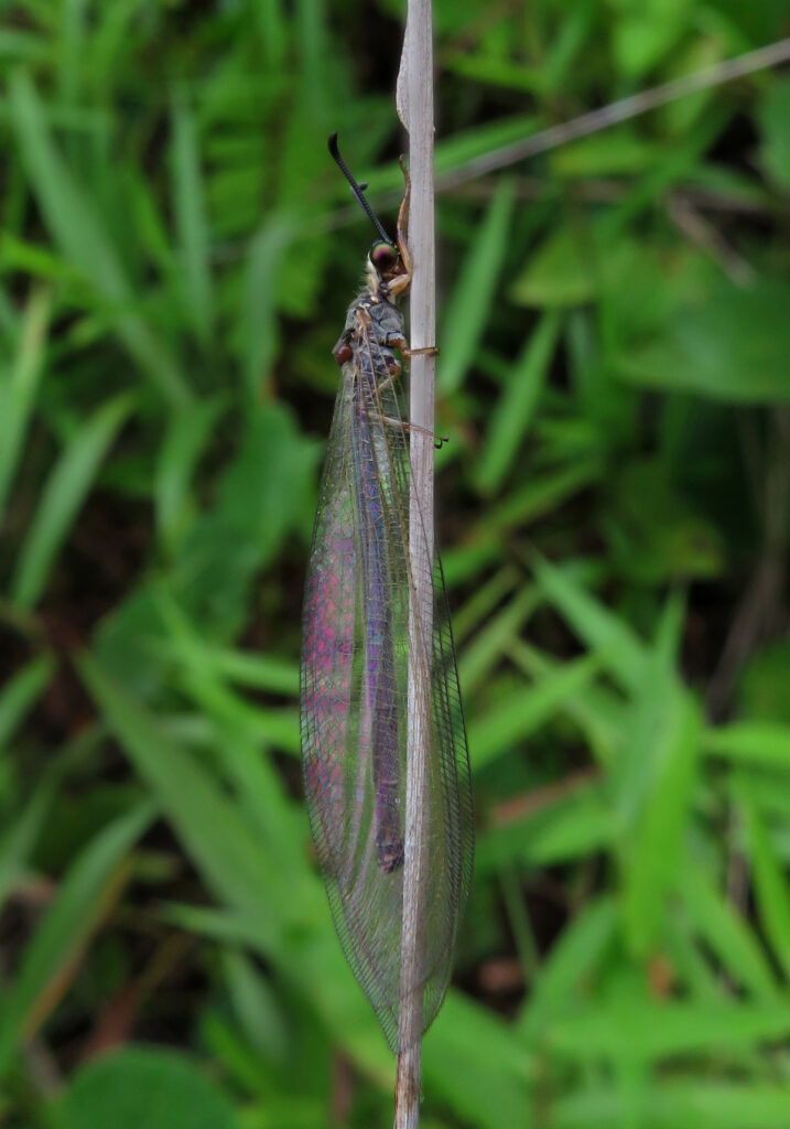 Antlions and Owlflies