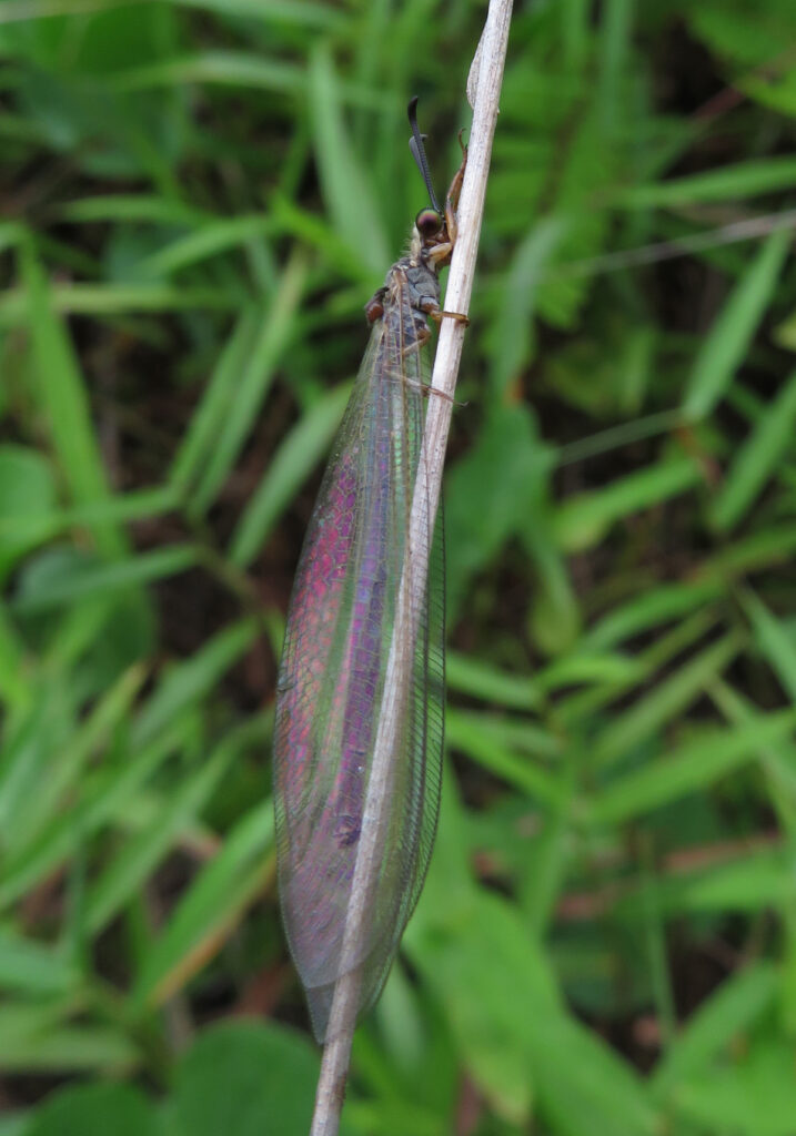 Antlions and Owlflies