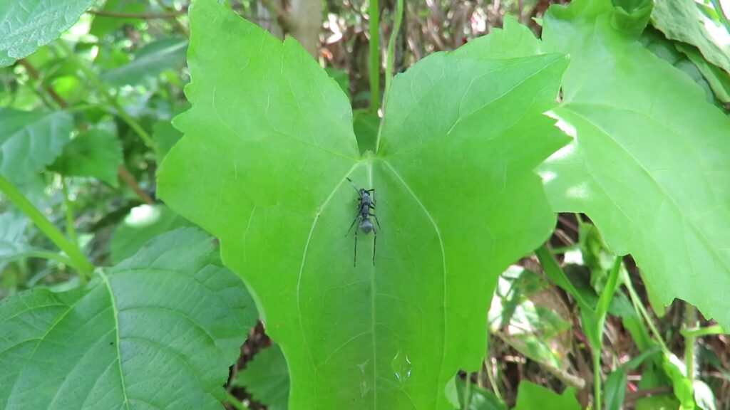 Ant-mimic Spiders