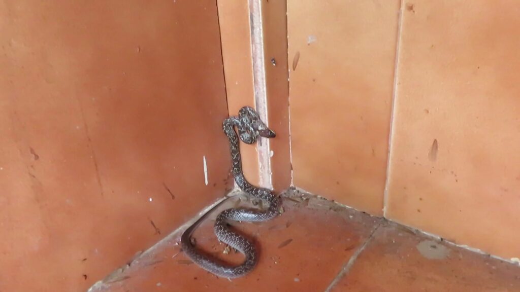 Common Wolf Snake