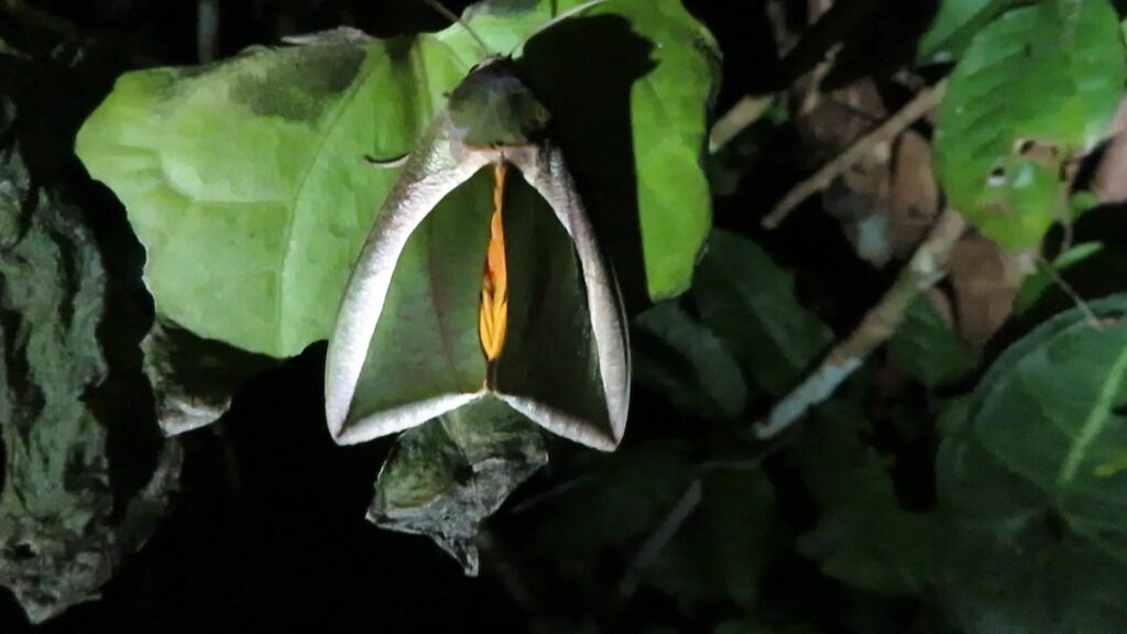 Green Fruit-piercing Moth