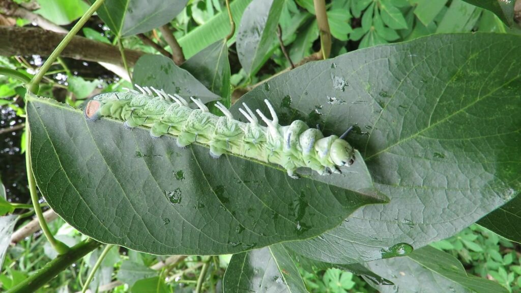 Genus Attacus
