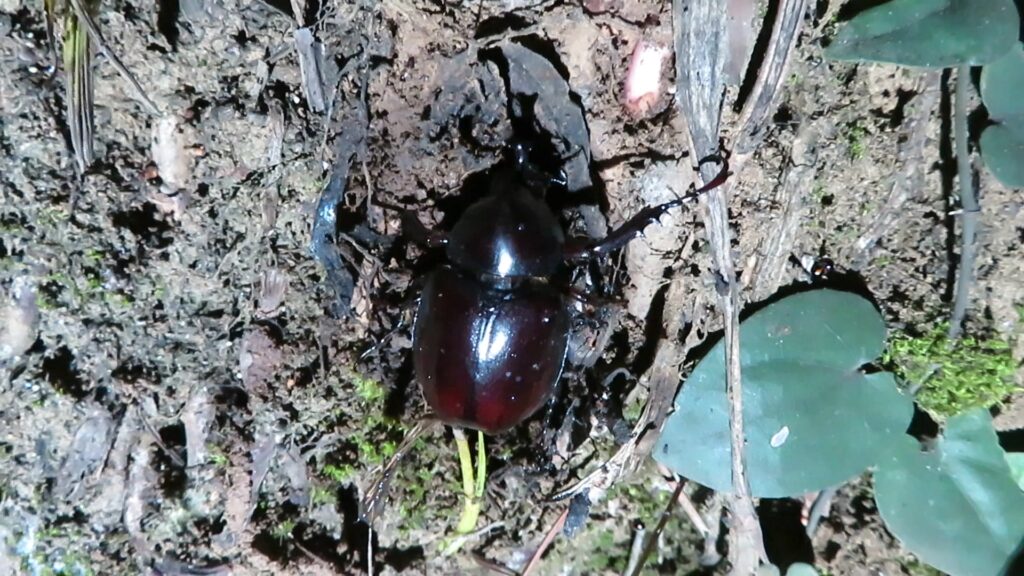 Genus Xylotrupes