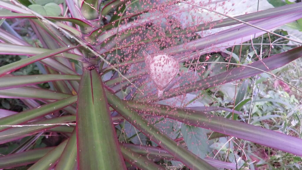 Orbweavers