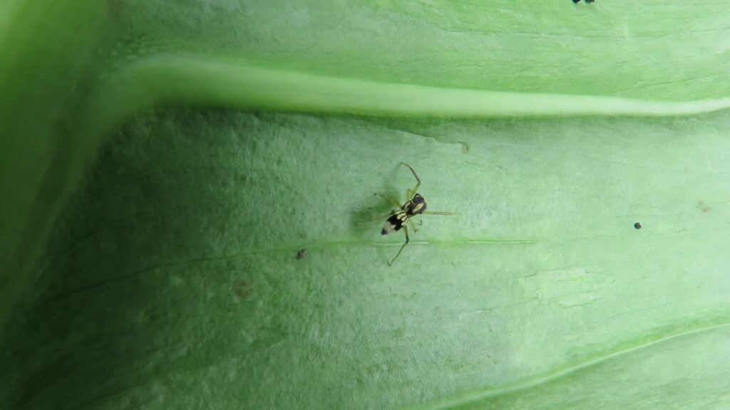 Genus Emertonius
