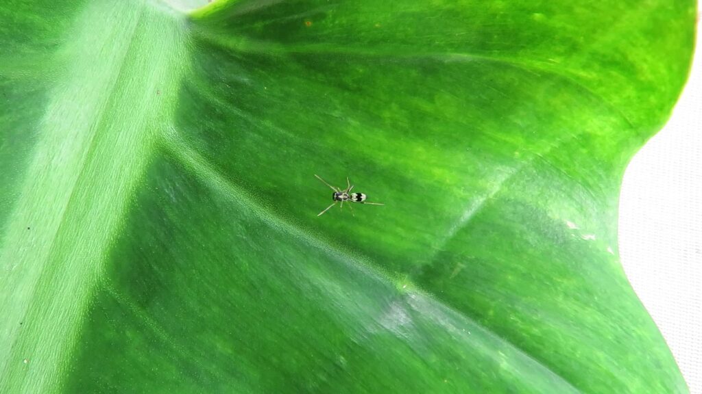 Genus Emertonius