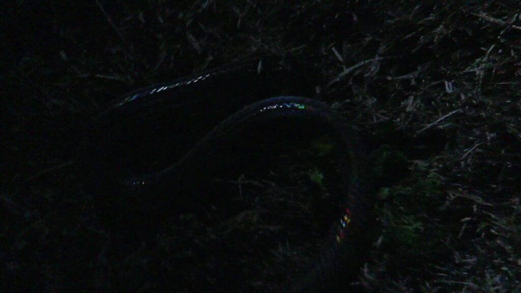 Asian Sunbeam Snake