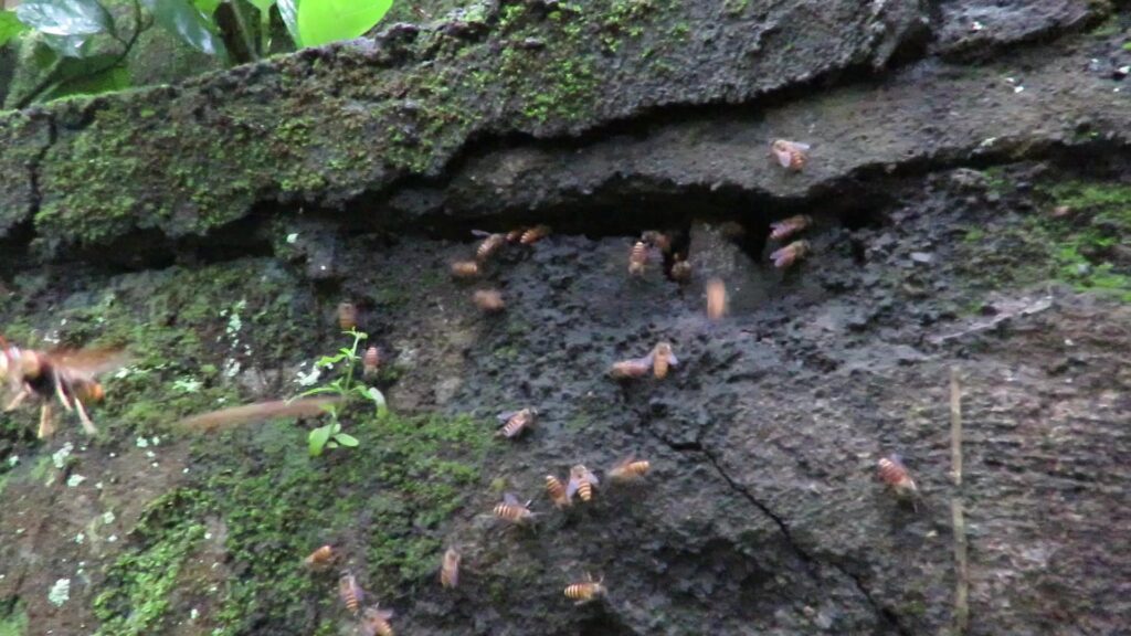 Honey Bees