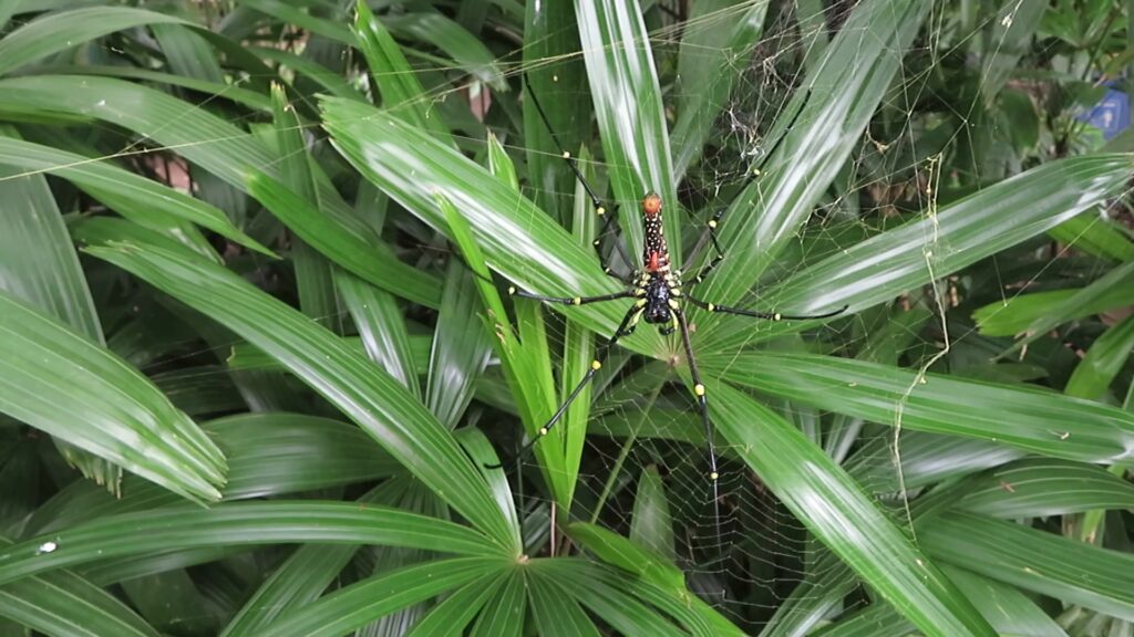 Giant Wood Spiders