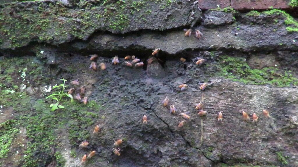 Honey Bees