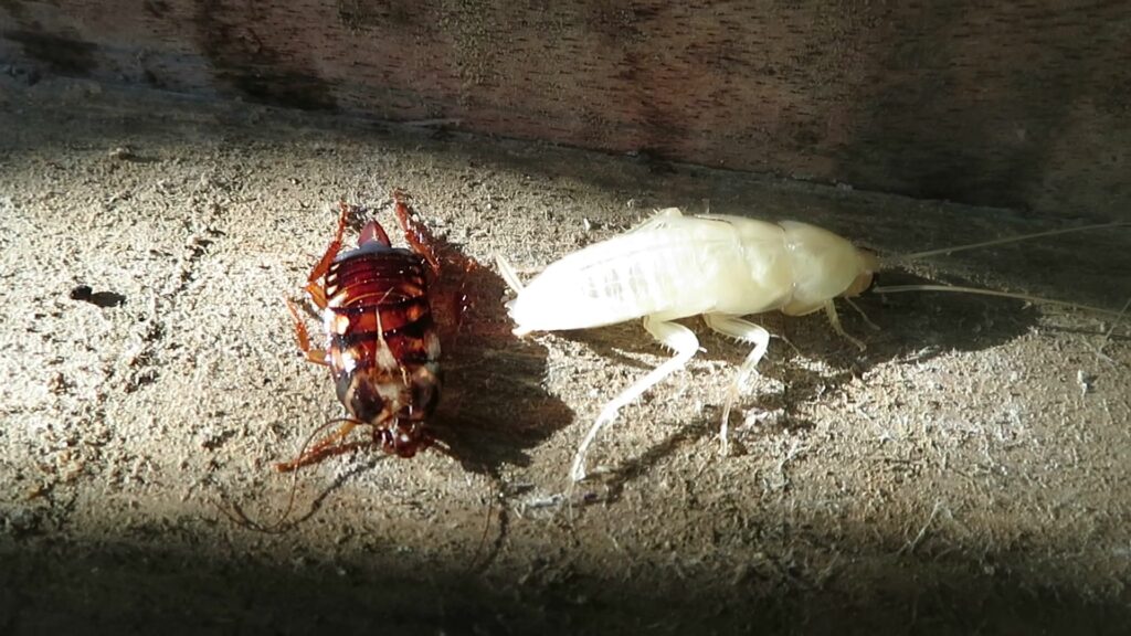 Household Cockroaches