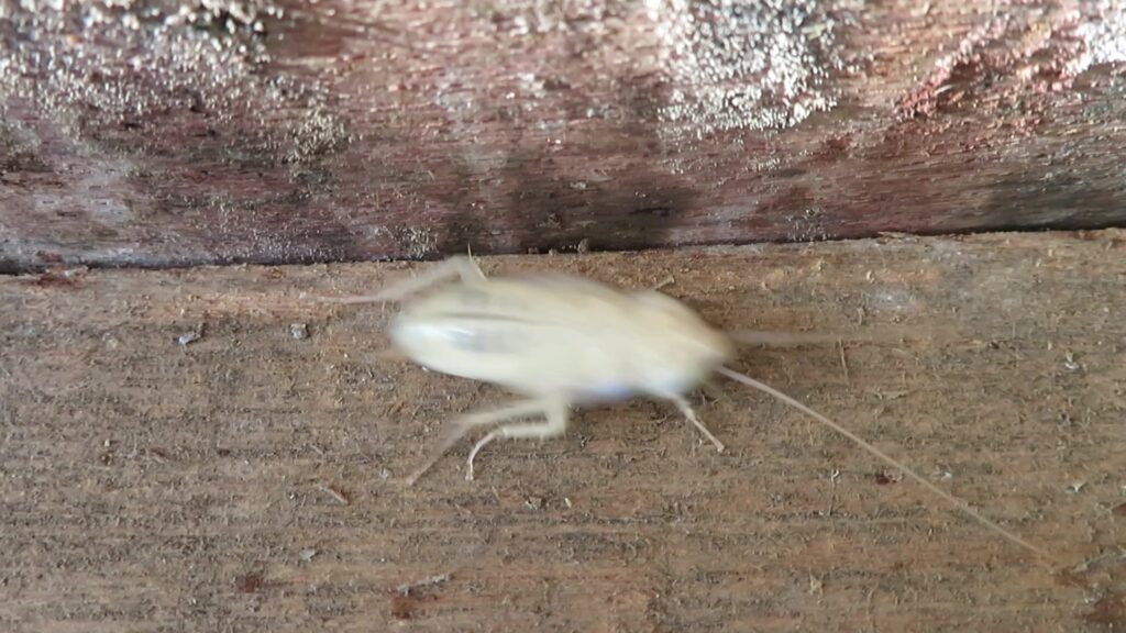 Household Cockroaches