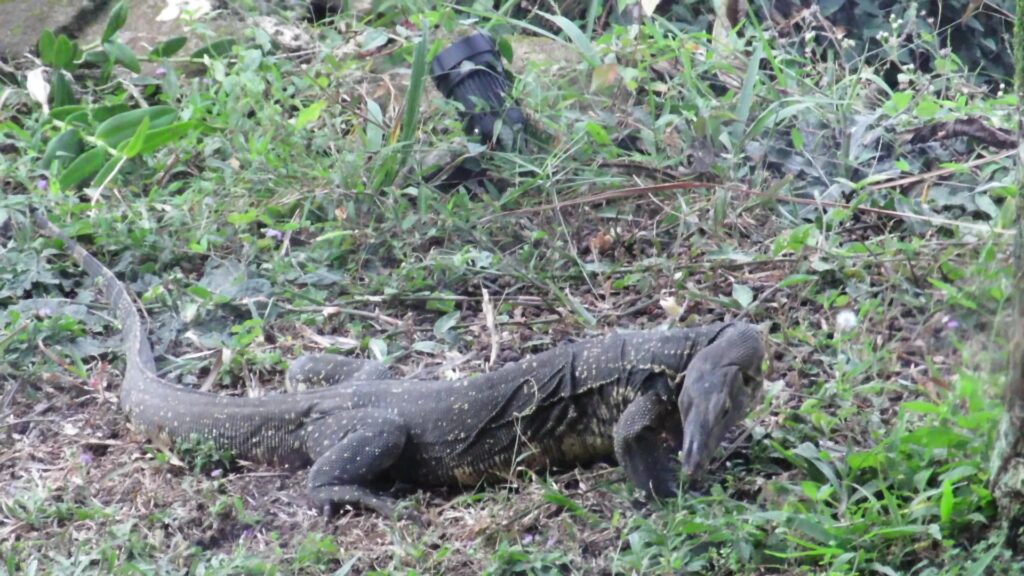 Common Water Monitor