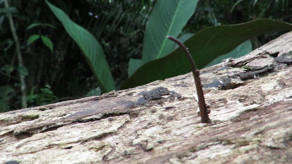 Genus Haemadipsa