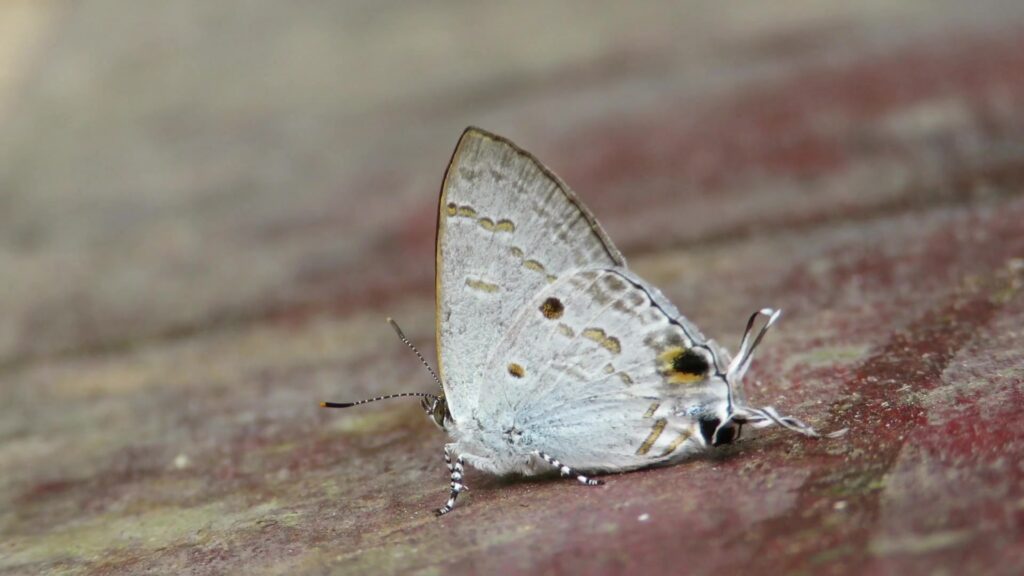 Genus Hypolycaena