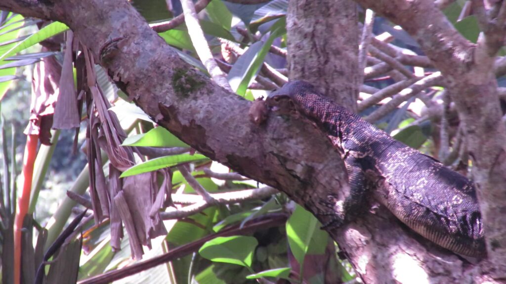 Kadal Monitor Air