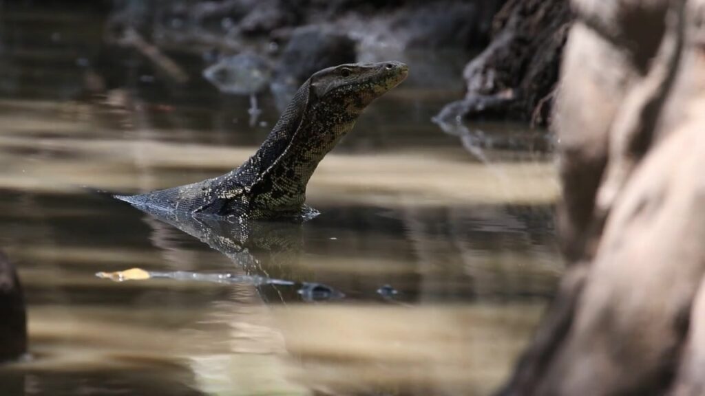 Kadal Monitor Air