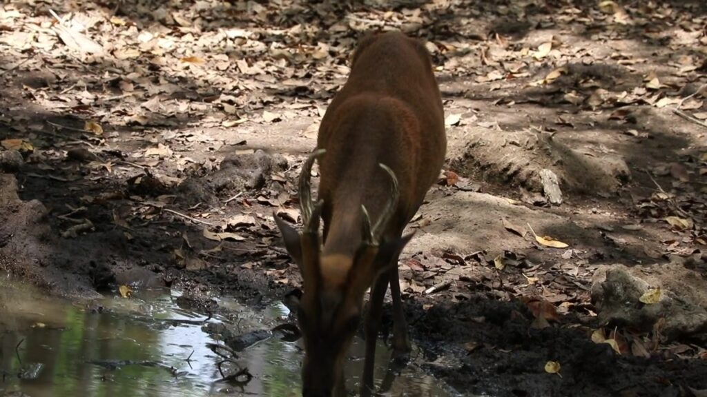 Southern Red Muntjac