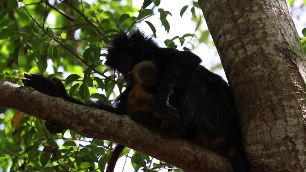 Javan Lutung