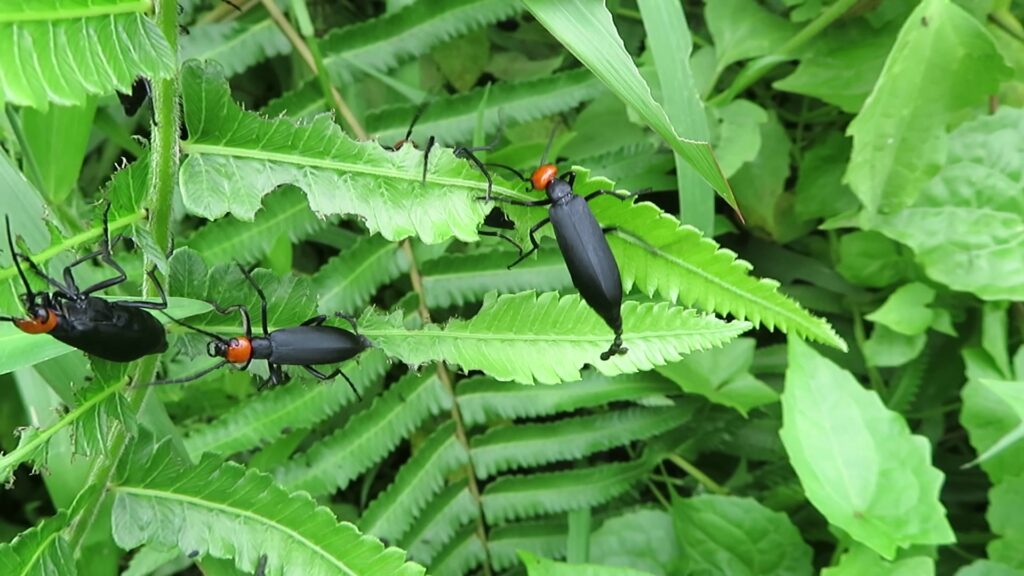 Burning Blister Beetles